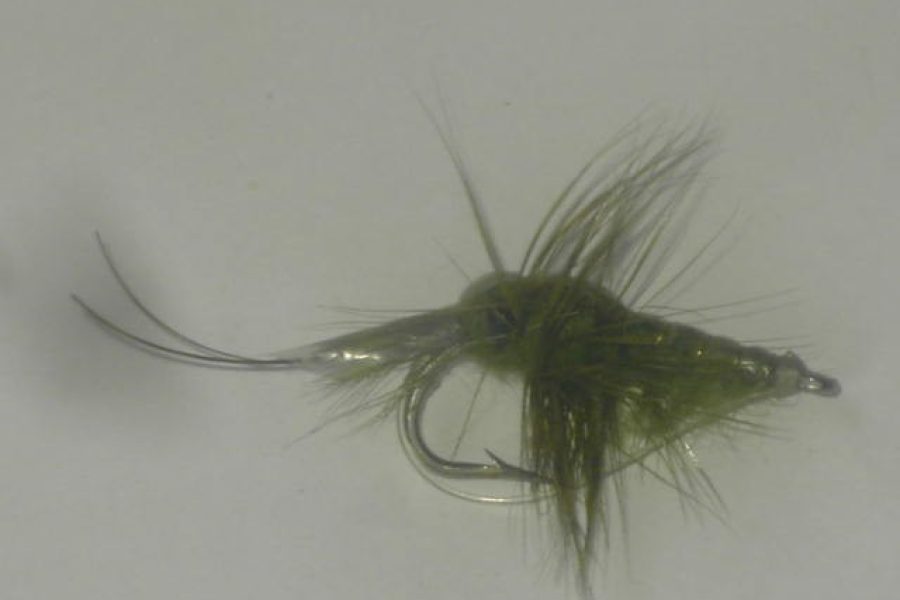 Shrimp Salt Olive Fly