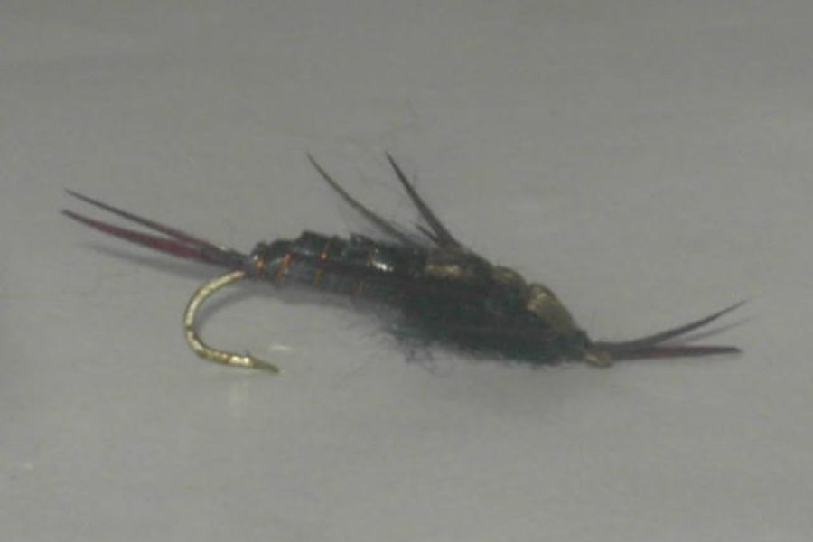 black Hellgramite fly