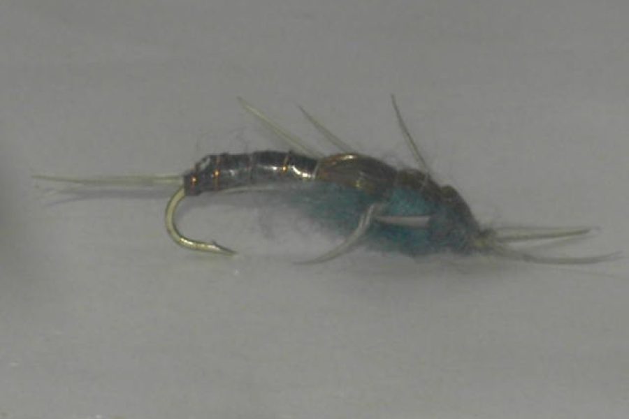 Gray Hellgramite fly