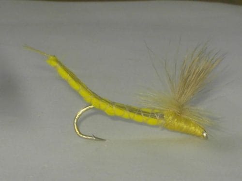 Hexagenia Limbata