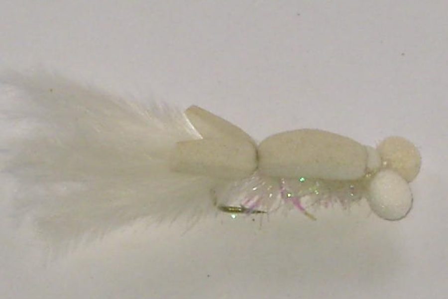 Sp booby white fly