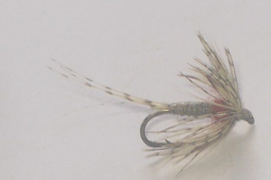 Callibaetis Spinner Fly