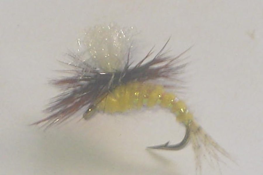 Travis Para Emerger Sulphur fly