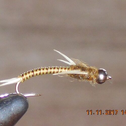 Golden Wired Stonefly