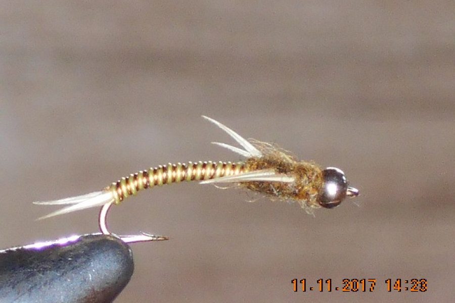 Golden Wired Stonefly