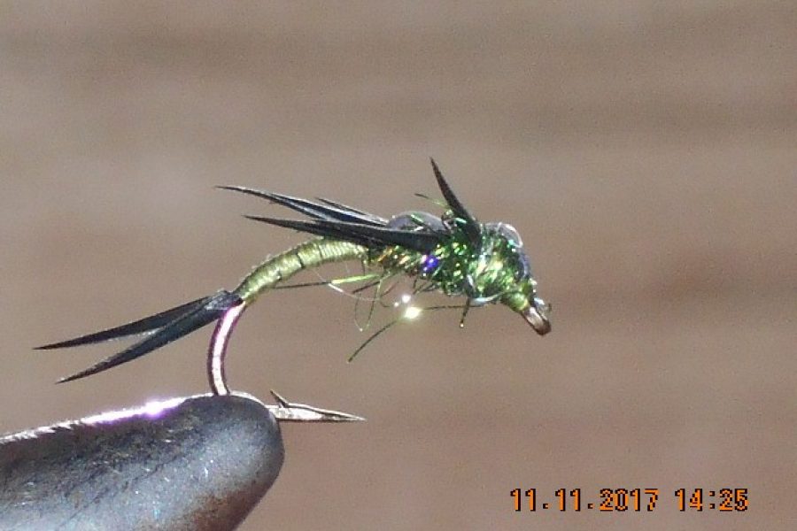 Green stonefly