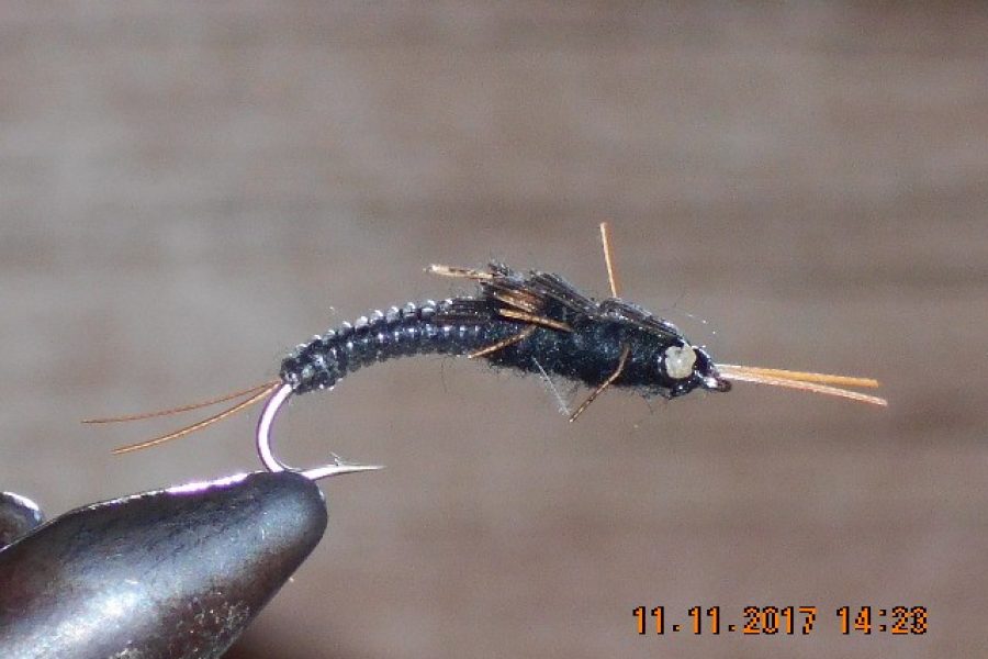 black Stella stonefly