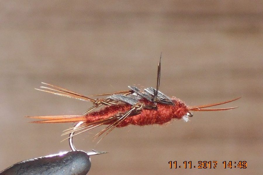 brown hopper stonefly