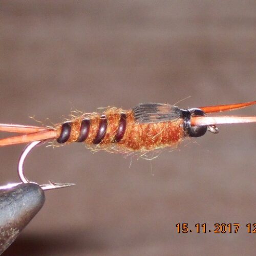 Brown Beadhead stonefly