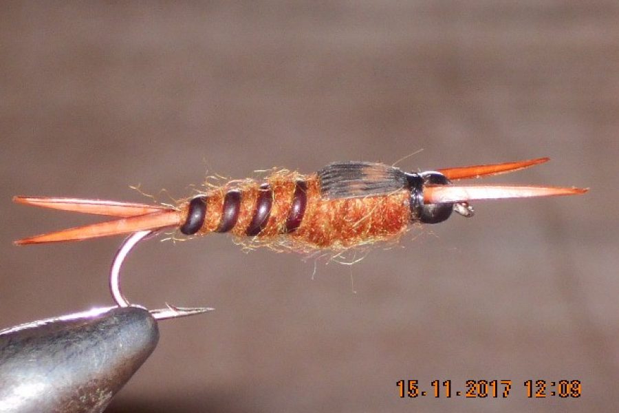 Brown Beadhead stonefly