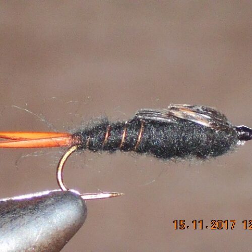 Giant black stonefly nymph