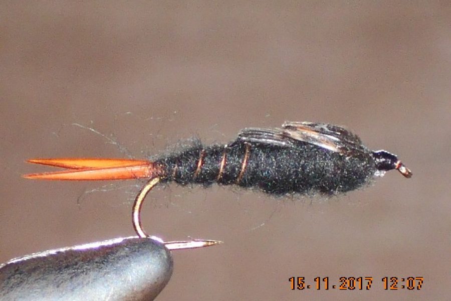 Giant black stonefly nymph