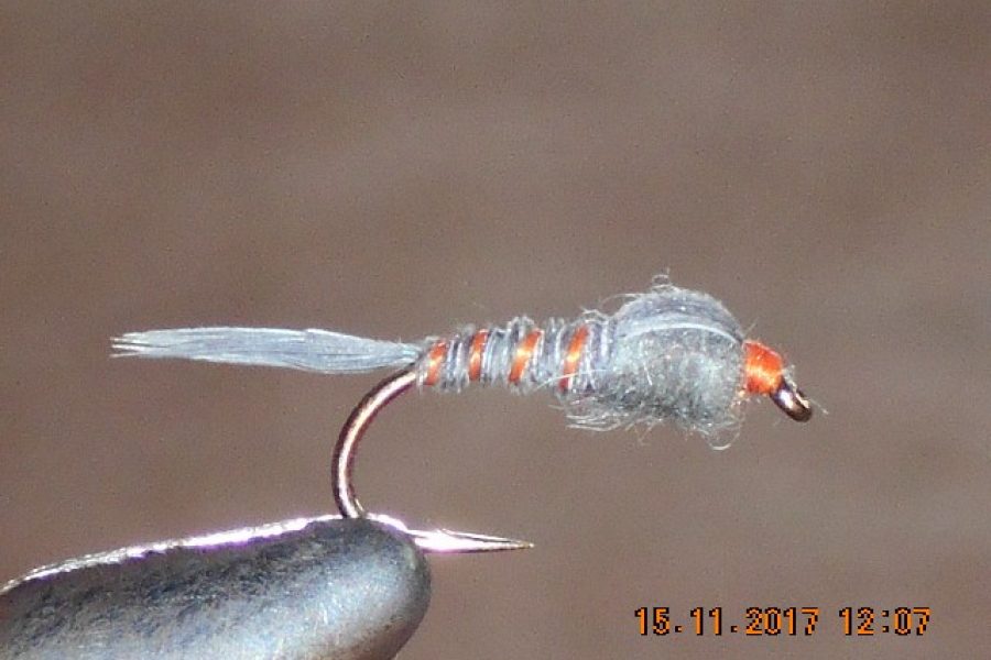 Gray goose nymph