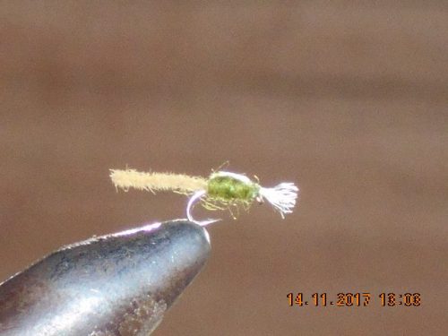 Palomino midge olive fly