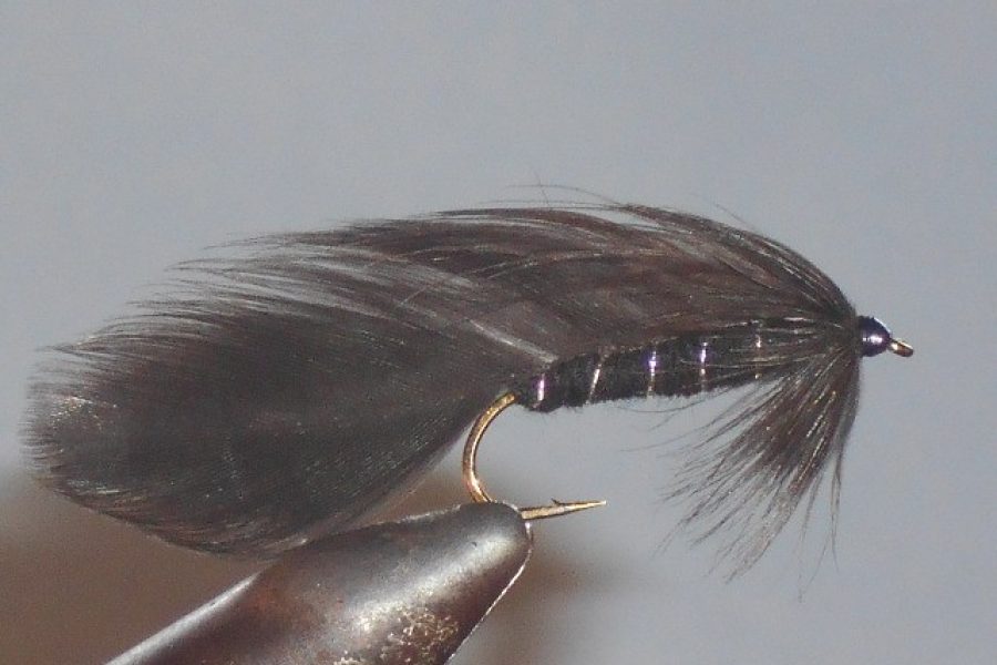 Black matuka fly