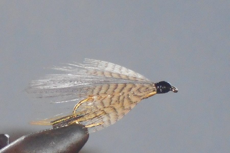 Gray ghost fly