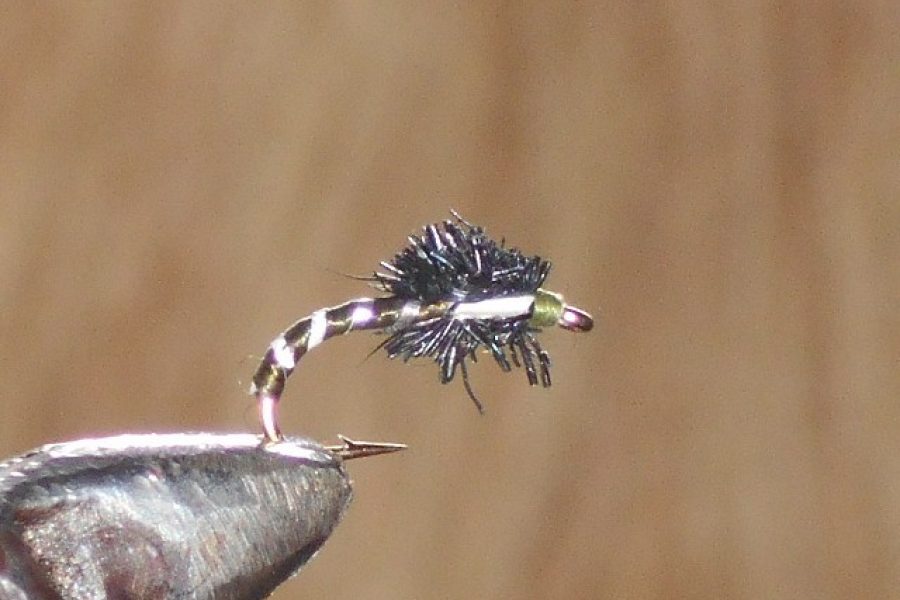 Buzzer olive fly