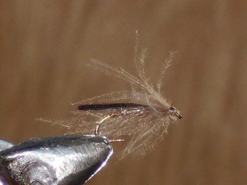 Cdc Plecotello Fly