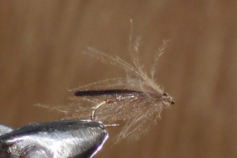 Cdc Plecotello Fly