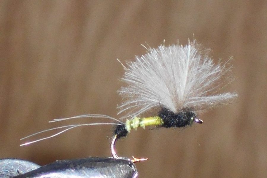 Cdc biot comparadun olive fly