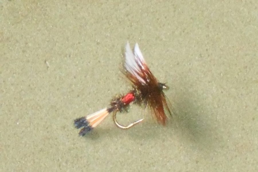 Royal coachman dry fly