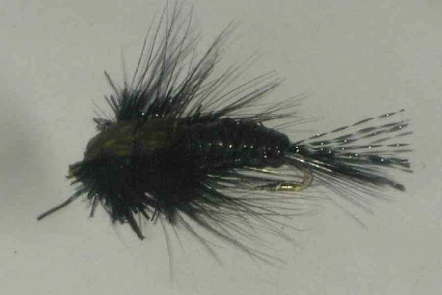 black Woven Stonefly