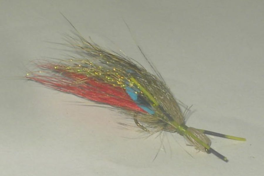 Red tail bullethead fly