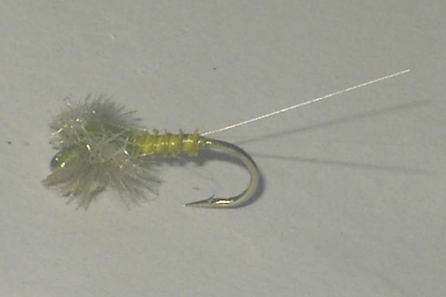 Cdc biot spinner olive fly