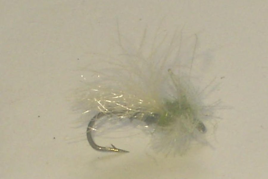 Cdc midge adult gray olive