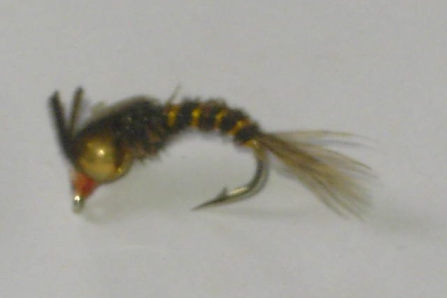 Tungsten thorax nymph