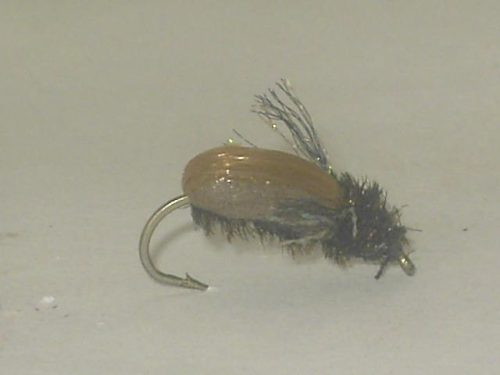 Brown Beetle Nymph