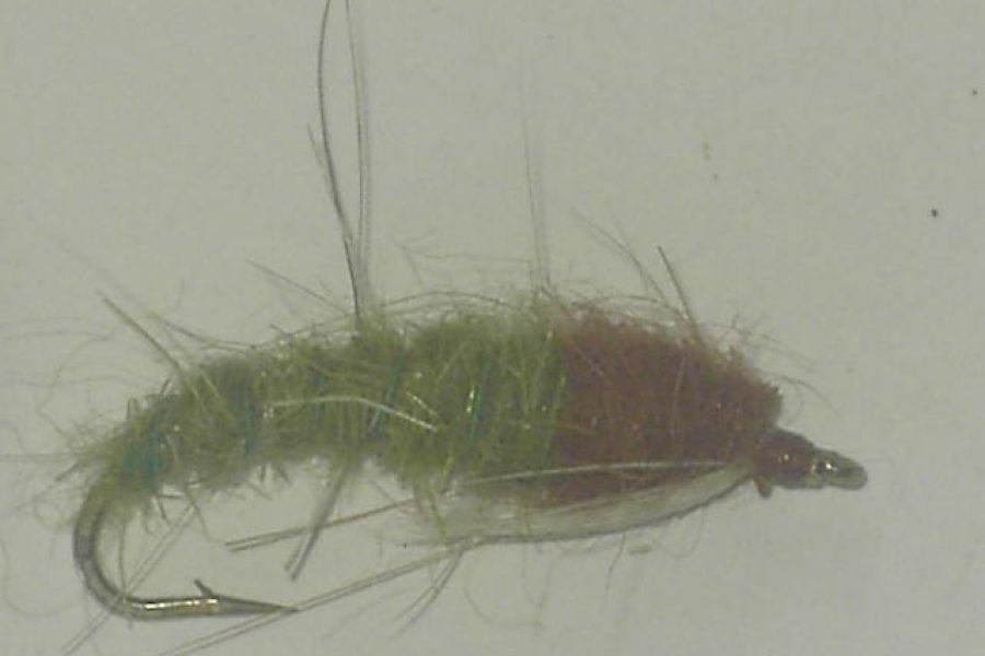 Caddis larva brown olive fly