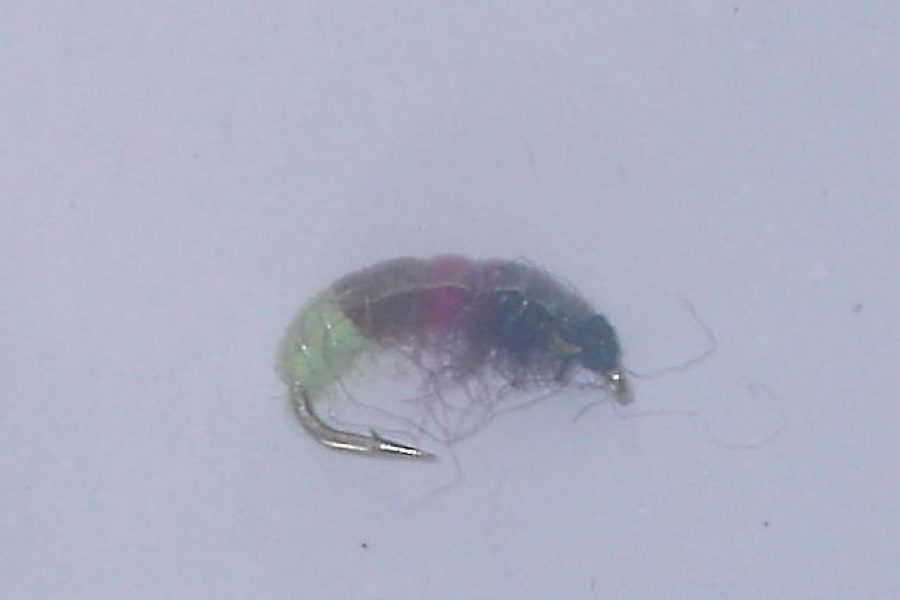 Czech nymph 7