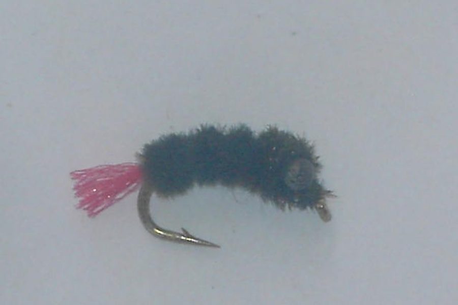 Double eye black nymph