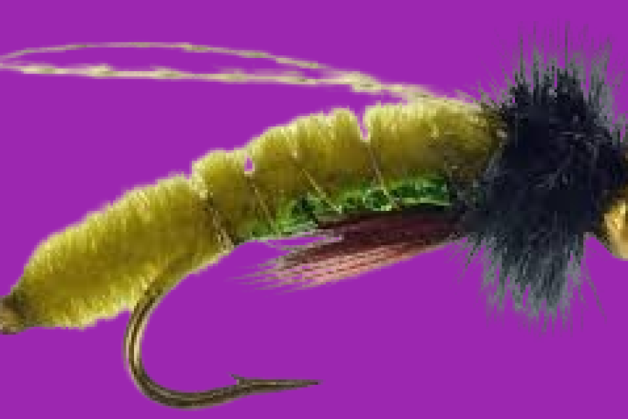 Caddis Poopah, Bead Head, Olive fly