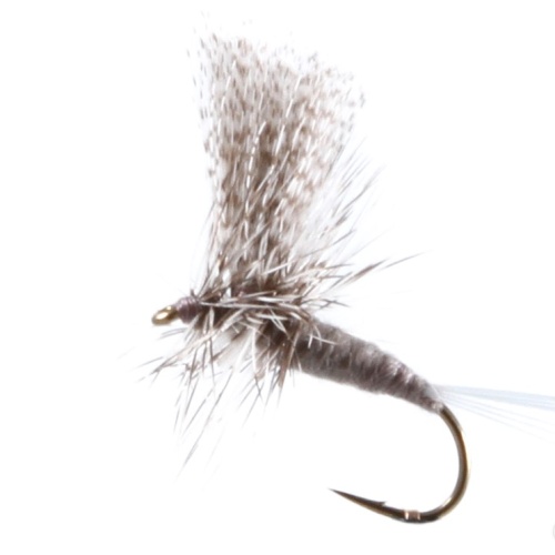 Gray Drake Dun Thorax mayfly