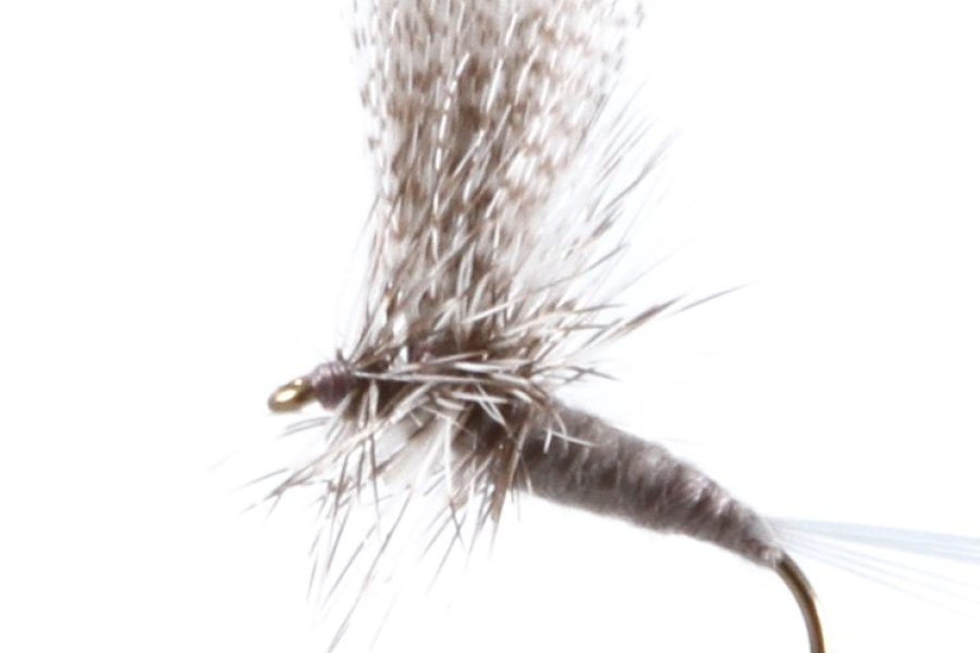 Gray Drake Dun Thorax mayfly