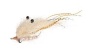 Ghost Shrimp fishing fly pattern