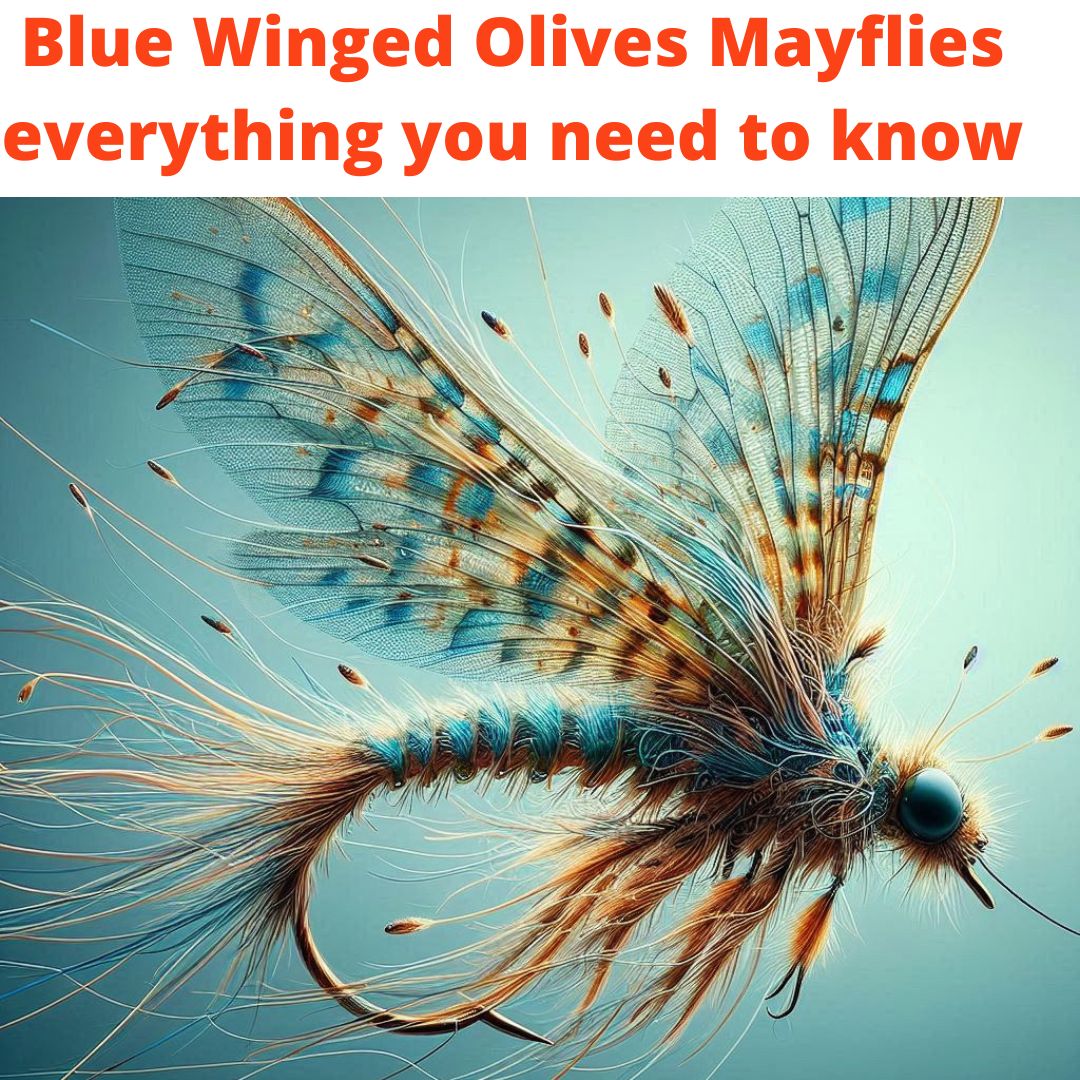 Blue Winged Olives Mayflies everything you need to know