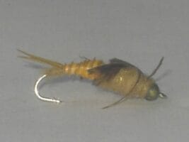 B.h poxyback golden stone