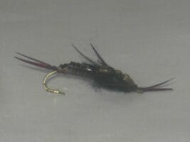 black Hellgramite fly