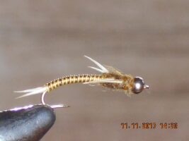 Golden Wired Stonefly