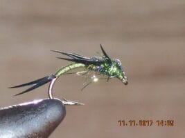 green biot Stonefly