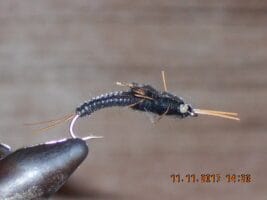 black Stella stonefly