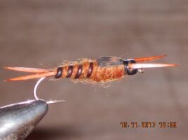 Brown Beadhead stonefly