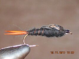 Giant black stonefly nymph