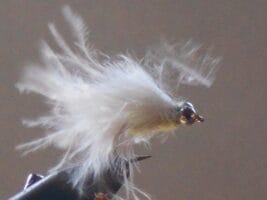 mini cat's whiskers white fly