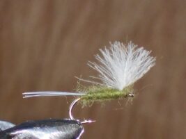 Cdc comparandun olive