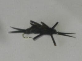 black Rubber legs stonefly
