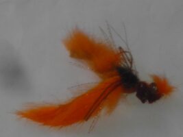 Crawdad crab orange fly